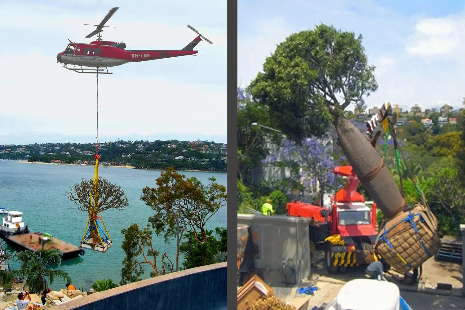 Garden Designer: Mosman 3 Project 6